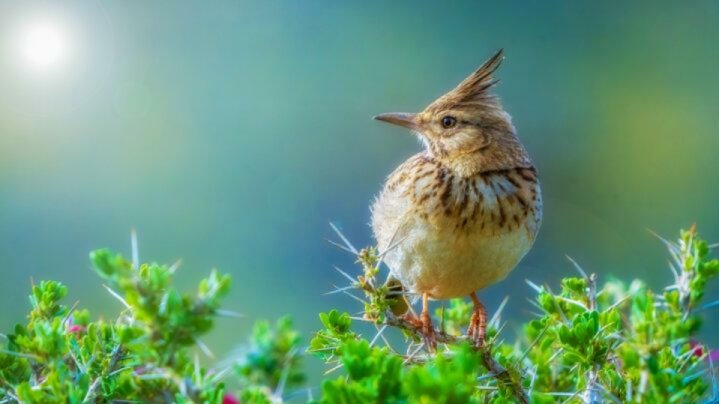 دستور رئیس جمهور برای تهیه برنامه راهبردی حفاظت از تنوعزیستی
