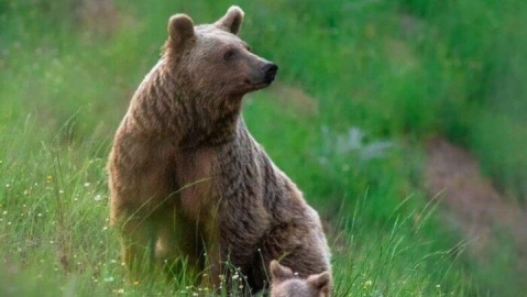 کشته شدن خرس قهوه‌ای مادر در ابرج فارس / توله‌ها نجات یافتند