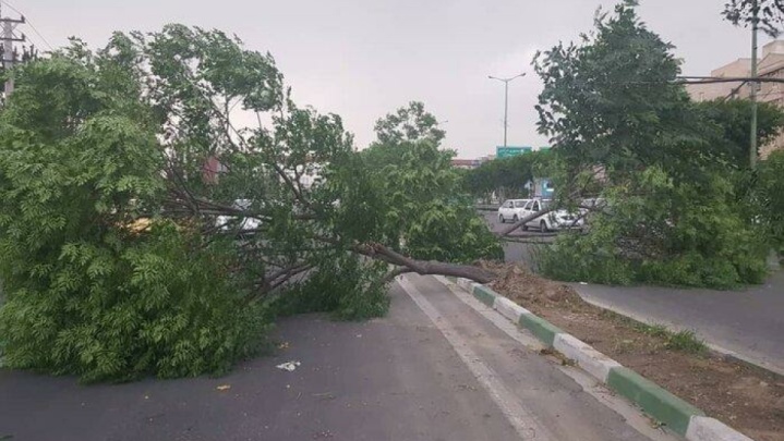احتمال شکستن درختان وجود دارد