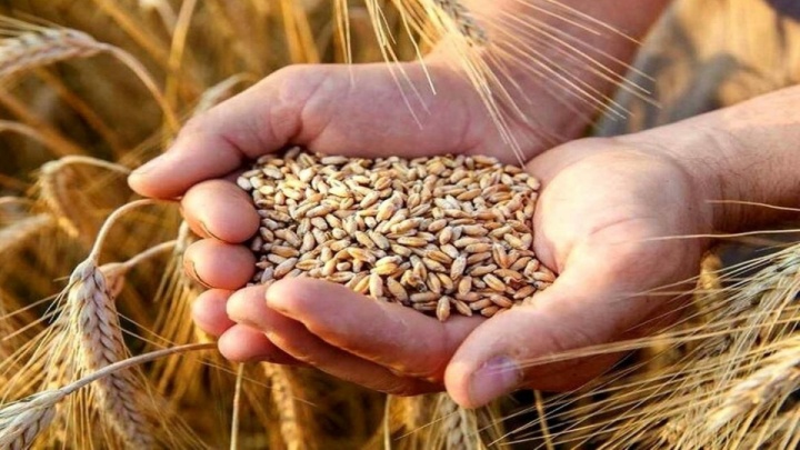 بخشی از پول گندمکاران به زودی پرداخت می شود