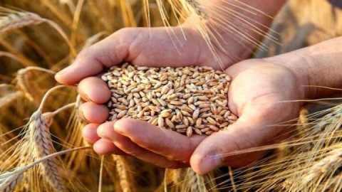 مدت زمان اصلاح بذر گندم چهار سال کاهش یافت