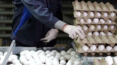 قیمت هر کیلو تخم مرغ درب مرغداری‌ ۶۱ هزار تومان شد