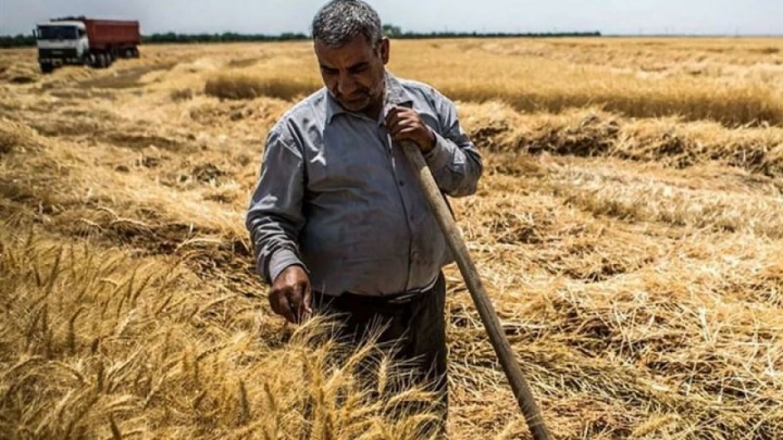 ۳۲ همت طلب گندمکاران پرداخت نشد