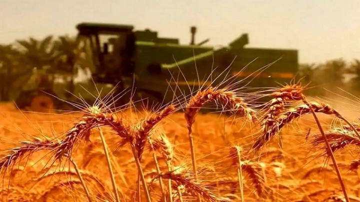 ۱۴.۸ همت به گندمکاران پرداخت شد