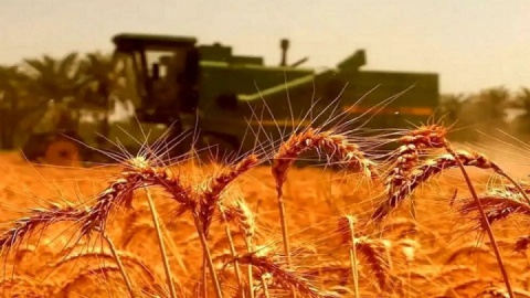 ۱۴.۸ همت به گندمکاران پرداخت شد