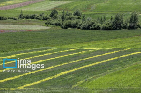 عکاس: رضا زارع