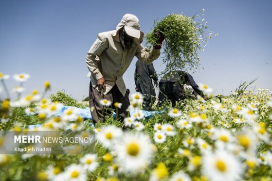 عکاس: خدیجه نادری