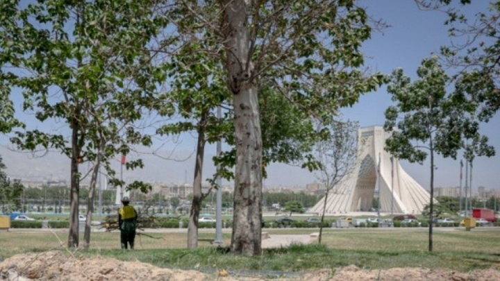 ماجرای قطع درختان میدان آزادی چه بود؟