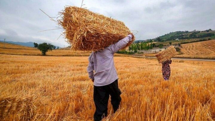 ۳۷ همت مطالبات گندمکاران هنوز پرداخت نشده است