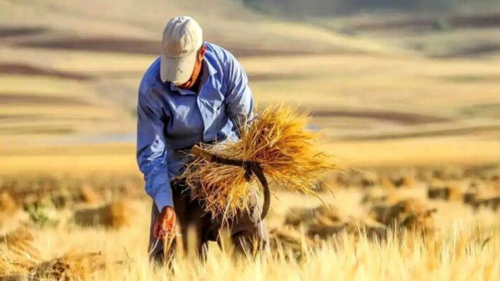 مطالبات گندم‌کاران در مسیر تسویه؛ وعده دولت برای پرداخت کامل تا ۱۰ روز آینده