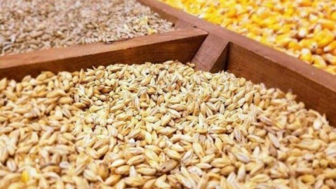 ثبت‌سفارش نهاده‌های دامی آغاز شد