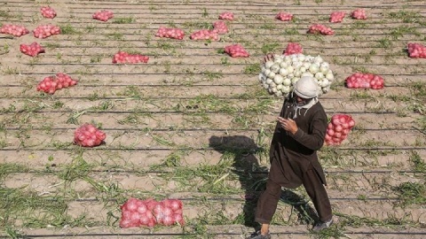 خرید توافقی پیاز از امروز آغاز می‌شود