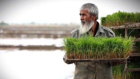 گزارش تصویری/ اجرای میدانی تفاهم‌نامه ستاد اجرایی و جهاد کشاورزی