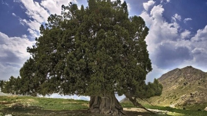 کهنسالترین درخت ایران ثبت ملی شد