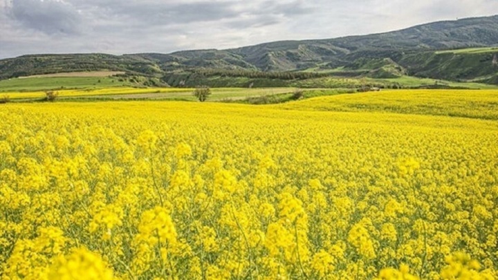 وابستگی ۹۰ درصدی روغن به واردات/ تولیدکننده انگیزهای برای کشت دانههای روغنی ندارد