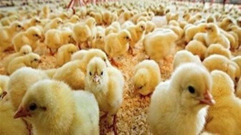 ۷ اقدام جدید دولت برای افزایش جوجه‌ریزی و رشد تولید مرغ