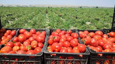 صادرات گوجه‌فرنگی کازرون به بازار‌های جهانی