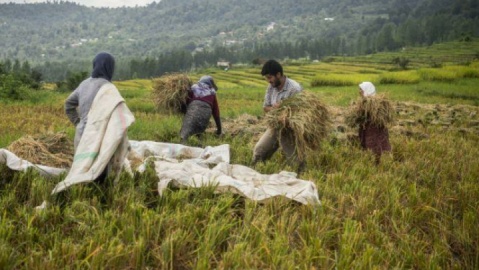 بیشتر کالاهای کشاورزی امسال با مازاد تولید روبروست