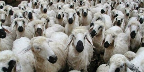 قیمت بره کشتاری در تهران مشخص شد