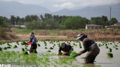 امسال ۱.۸ میلیون تن برنج در کشور تولید می شود