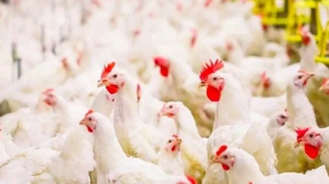 نرخ تورم در مرغداریها و گاوداریها اعلام شد