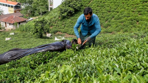 خرید حدود ۷۷ هزار تن برگ سبز از چایکاران کشور