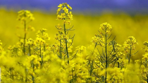 تامین ۳۰ درصدی نیاز داخلی روغن کشور با افزایش سطح زیرکشت کلزا