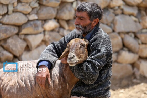 عشایر کُرمانج در ییلاق «گلیل»