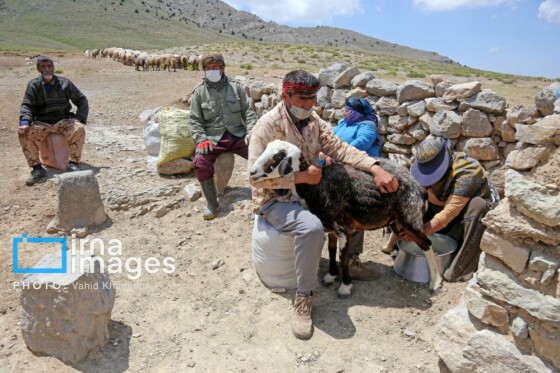 عشایر کُرمانج در ییلاق «گلیل»