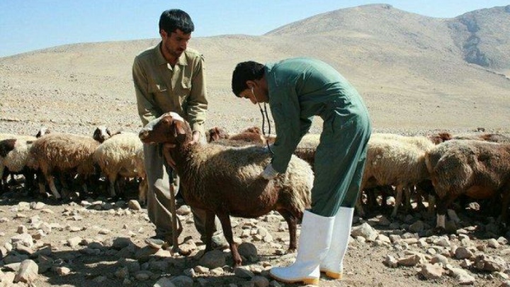 آمار تب مالت در کشور و هشدار پوشش ناکافی واکسیناسیون در دامها