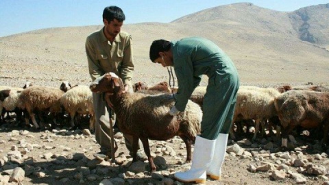 آمار تب مالت در کشور و هشدار پوشش ناکافی واکسیناسیون در دام‌ها