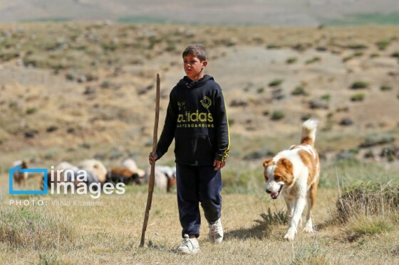 عشایر کُرمانج در ییلاق «گلیل»