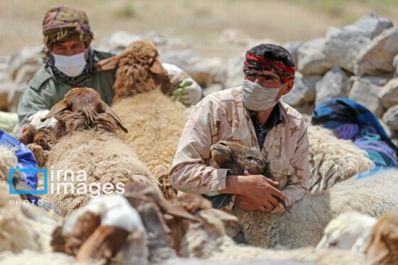 عشایر کُرمانج در ییلاق «گلیل»
