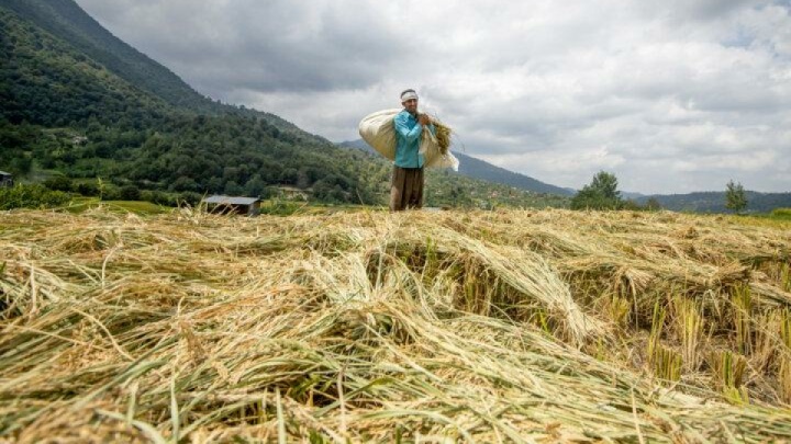 بازار برنج مازندران در مسیر تعادل قیمت