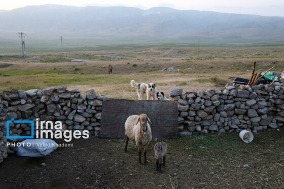 عشایر کُرمانج در ییلاق «گلیل»