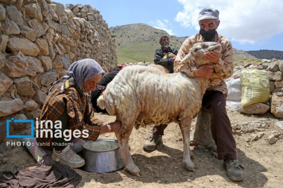 عشایر کُرمانج در ییلاق «گلیل»