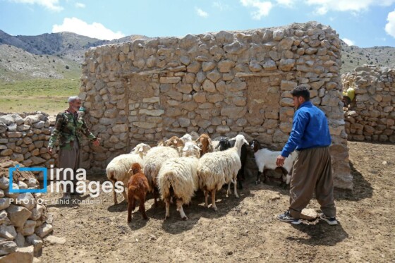 عشایر کُرمانج در ییلاق «گلیل»