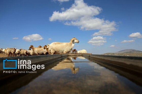 عشایر کُرمانج در ییلاق «گلیل»