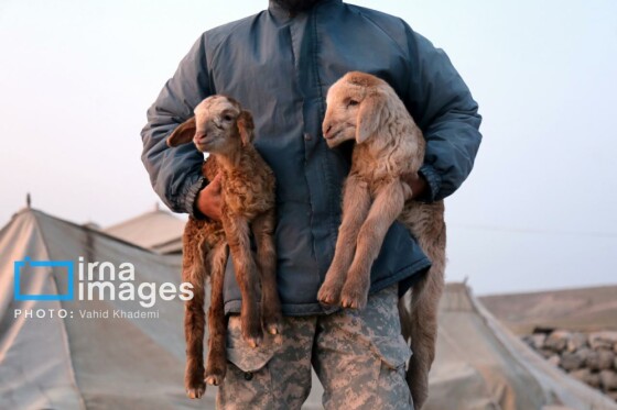 عشایر کُرمانج در ییلاق «گلیل»