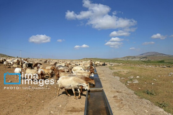 عشایر کُرمانج در ییلاق «گلیل»
