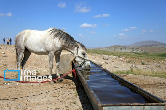 عشایر کُرمانج در ییلاق «گلیل»