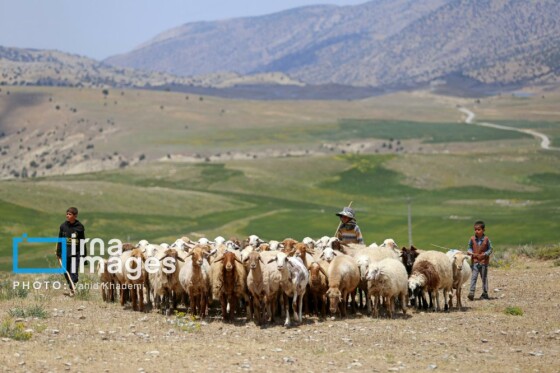 عشایر کُرمانج در ییلاق «گلیل»