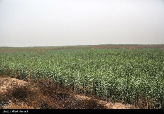 بازدید استاندار خوزستان از تالاب هورالعظیم و نقطه صفر مرزی