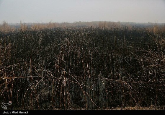 بازدید استاندار خوزستان از تالاب هورالعظیم و نقطه صفر مرزی