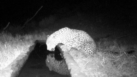 ثبت تصویر پلنگ ایرانی در منطقه شکار ممنوع کوه سفید دماوند