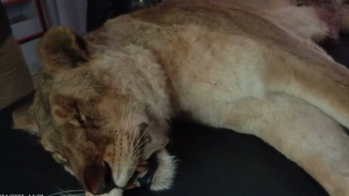 تلف شدن یک قلاده شیر نر بالغ / علت حادثه در حال بررسی است