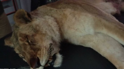 تلف شدن یک قلاده شیر نر بالغ / علت حادثه در حال بررسی است