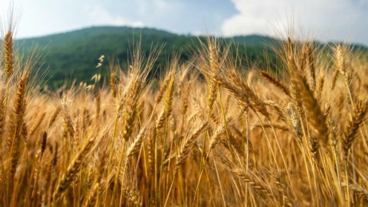 خرید تضمینی گندم از مرز ۵.۶ میلیون تن گذشت