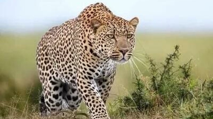 مشاهده پلنگ ایرانی در مناطق شکار ممنوع آرادان + ویدئو