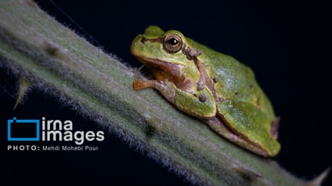 گزارش تصویری/ صبحانه بیست و پنجم تیر ۱۴۰۴